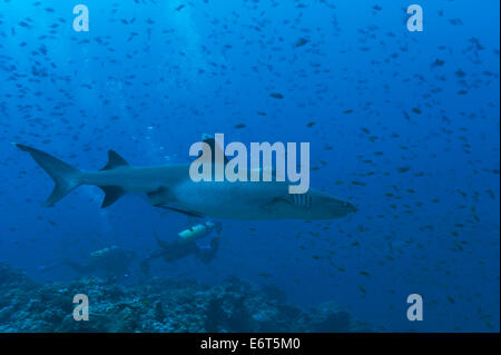 Requins Silvertip aux Maldives, l'Océan Indien Banque D'Images