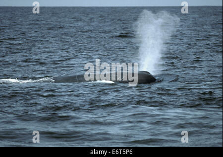 Cachalot - Physeter macrocephalus Banque D'Images