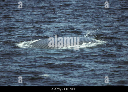 - Rorqual bleu Balaenoptera musculus Banque D'Images