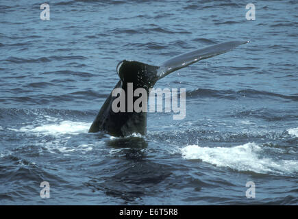 Cachalot - Physeter macrocephalus Banque D'Images