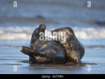 - Le phoque gris Halichoerus grypus Banque D'Images