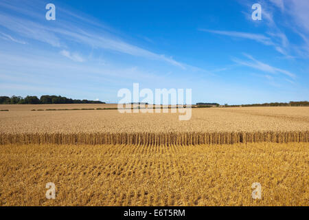 Un champ partiellement récoltés mûrs de blé doré avec arbres et haies sous un ciel bleu à la fin de l'été Banque D'Images