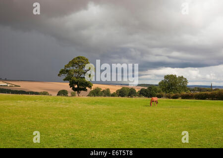 Paysage anglais avec une baie calèche une prairie ensoleillée sur un fond de nuages sombres Banque D'Images