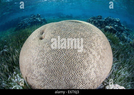 Rocher de corail Cerveau, Colpophyllia natans, Turneffe Atoll, des Caraïbes, le Belize Banque D'Images