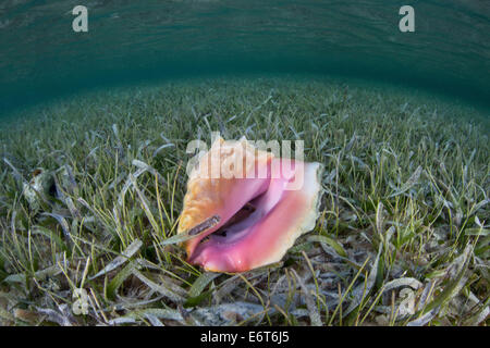 Le Lambi sur les herbiers pré, Strombus gigas, Turneffe Atoll, des Caraïbes, le Belize Banque D'Images