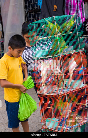 Une mère et son fils se penche sur les perruches en vente au marché du dimanche de Tlacolula de Matamoros, Mexique. Le marché de la rue régional d Banque D'Images