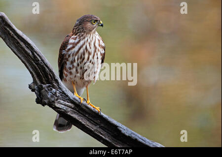 L'épervier brun juvénile en automne Banque D'Images