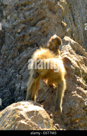 Bébé babouin olive sur le dos de maman (Papio Anubis) dans le Parc Naturel de Cabarceno, Cantabria, Spain, Europe Banque D'Images