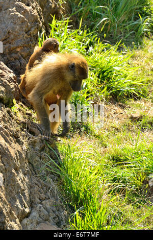 Bébé babouin olive sur le dos de maman (Papio Anubis) dans le Parc Naturel de Cabarceno, Cantabria, Spain, Europe Banque D'Images