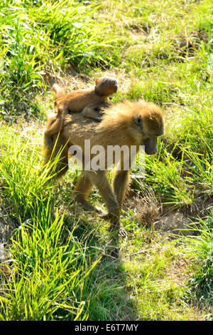 Bébé babouin olive sur le dos de maman (Papio Anubis) dans le Parc Naturel de Cabarceno, Cantabria, Spain, Europe Banque D'Images