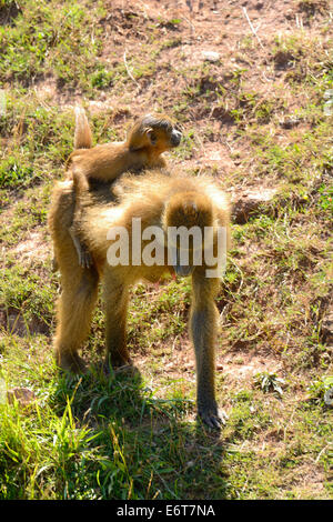 Bébé babouin olive sur le dos de maman (Papio Anubis) dans le Parc Naturel de Cabarceno, Cantabria, Spain, Europe Banque D'Images