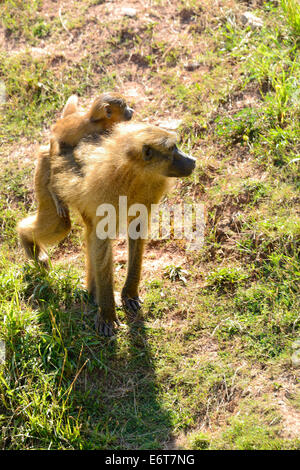 Bébé babouin olive sur le dos de maman (Papio Anubis) dans le Parc Naturel de Cabarceno, Cantabria, Spain, Europe Banque D'Images