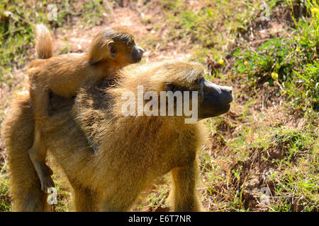 Bébé babouin olive sur le dos de maman (Papio Anubis) dans le Parc Naturel de Cabarceno, Cantabria, Spain, Europe Banque D'Images