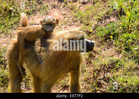 Bébé babouin olive sur le dos de maman (Papio Anubis) dans le Parc Naturel de Cabarceno, Cantabria, Spain, Europe Banque D'Images