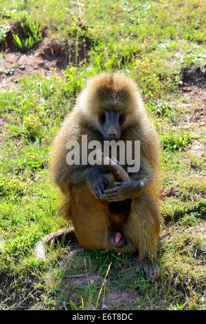 Le babouin Olive mâles adultes (Papio Anubis) dans le Parc Naturel de Cabarceno, Cantabria, Spain, Europe Banque D'Images