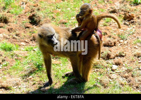 Bébé babouin olive sur le dos de maman (Papio Anubis) dans le Parc Naturel de Cabarceno, Cantabria, Spain, Europe Banque D'Images