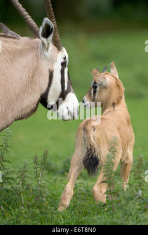 - Oryx gazella oryx Banque D'Images