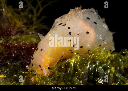 Lièvre de mer, Aplysia punctata, l'île de Sušac, Mer Adriatique, Croatie Banque D'Images