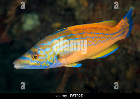 Cuckoo Wrasse male, Labrus bimaculatus, l''île de Vis, Mer Adriatique, Croatie Banque D'Images