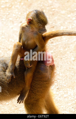 Bébé babouin olive sur le dos de maman (Papio Anubis) dans le Parc Naturel de Cabarceno, Cantabria, Spain, Europe Banque D'Images