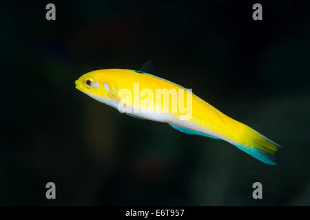 Bluehead Thalassoma bifasciatum, juvénile, Palm Beach, Florida, USA Banque D'Images