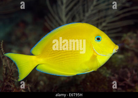 Bleu juvénile Acanthurus coeruleus, Tang, Palm Beach, Florida, USA Banque D'Images