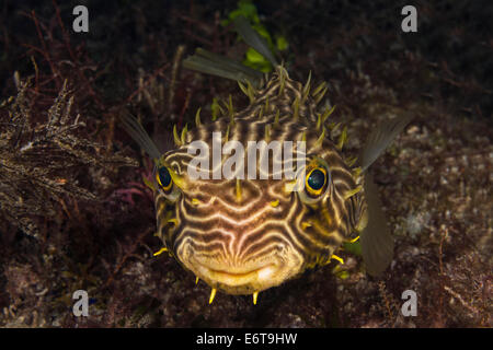 Burrfish Web, Chilomycterus antillarum, Palm Beach, Florida, USA Banque D'Images