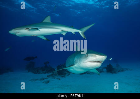 Requin tigre et le requin de récif des Caraïbes, Galeocerdo cuvier, Carcharhinus perezi, Caraïbes, Bahamas Banque D'Images