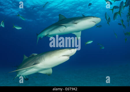 Le requin et le requin de récif des Caraïbes, Negaprion brevirostris, Carcharhinus perezi, Caraïbes, Bahamas Banque D'Images