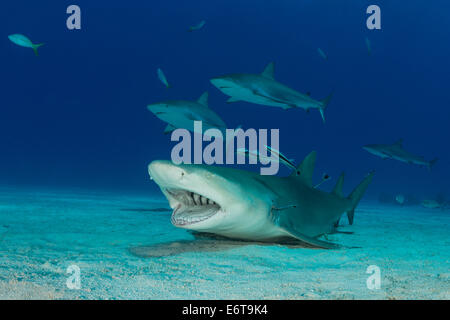 Le requin nettoyés par Remora, Negaprion brevirostris, Caraïbes, Bahamas Banque D'Images