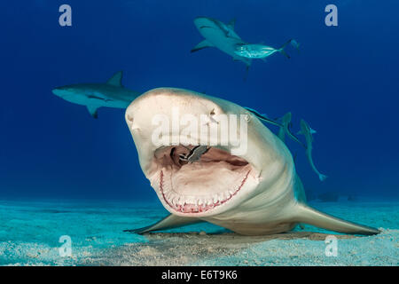 Le requin nettoyés par Remora, Negaprion brevirostris, Caraïbes, Bahamas Banque D'Images