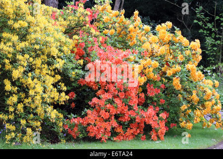 Azalées fleurs été printemps jaune pâle lilas mandarine rouge orange Banque D'Images