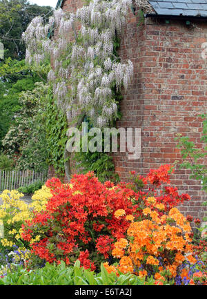 Glycines azalées fleurs été printemps Banque D'Images