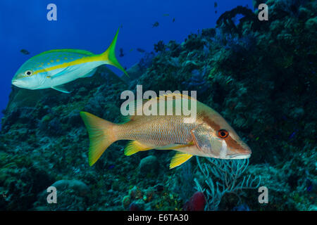 Le vivaneau vivaneau à queue jaune et de chien, Lutjanus jocu, Ocyurus chrysurus, Caraïbes, Bahamas Banque D'Images