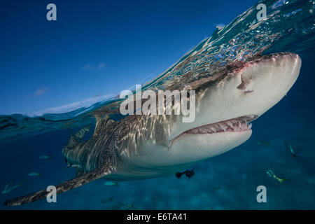 Le requin, Negaprion brevirostris, Caraïbes, Bahamas Banque D'Images