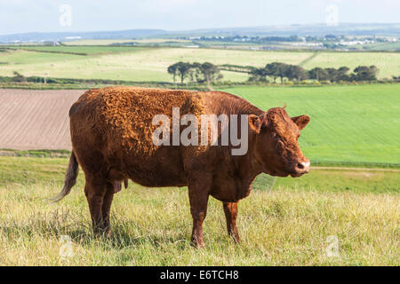 Vache - Devon - Rouge rubis probablement seul dans un champ Banque D'Images