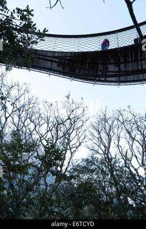 'Le Boomslang' - arbre centenaire Canopy Walkway dans Kirstenbosch National Botanical Garden Banque D'Images