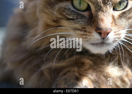 Un British longhair cat, à l'extérieur au soleil Banque D'Images