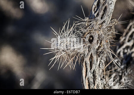 Détail d'un yucca. Joshua Tree National Park, Californie Banque D'Images