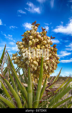 Les fleurs de printemps sur un grand yucca. Joshua Tree National Park, Californie Banque D'Images