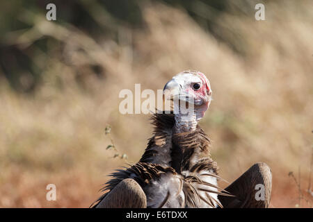 Un mineur lappetfaced vulture photographié dans le parc national Kruger, Afrique du Sud. Banque D'Images