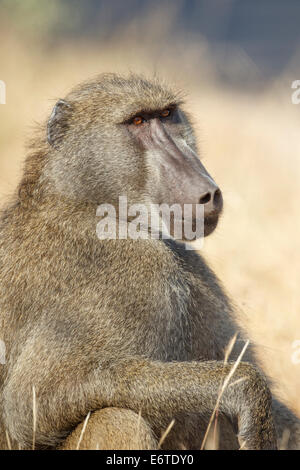 Un babouin chacma mâle veille sur sa troupe membres dans le Parc National Kruger, Afrique du Sud. Banque D'Images