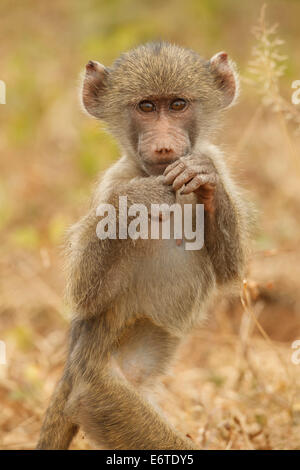 Un jeune babouin chacma promenades au bord de l'appareil photo dans le Parc National Kruger, Afrique du Sud. Banque D'Images
