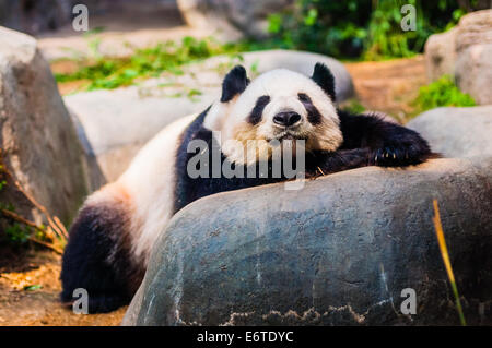 Grand parc à thème Panda à hong kong Banque D'Images