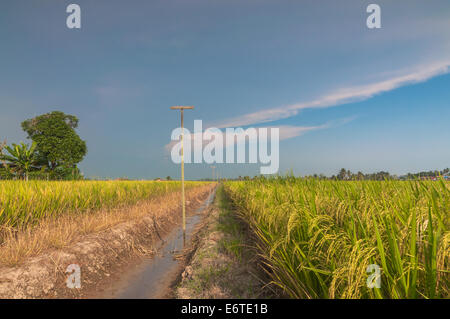 Système à l'eau des rizières Banque D'Images