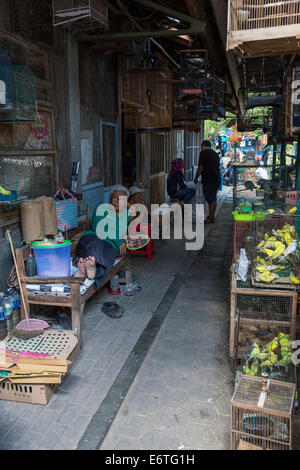 Yogyakarta, Java, Indonésie. Scène de rue dans le marché aux oiseaux. Banque D'Images