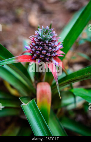 Un peu d'Ananas plante dans Zanzibar Banque D'Images