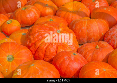 Citrouilles coloré collection sur le marché d'automne Banque D'Images