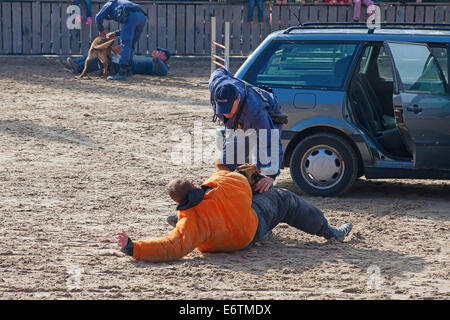 SANKT Gallen, SUISSE - 22 OCTOBRE : Police démontre la formation de chien sur le spectacle 'agricole Olma' le 22 octobre 2011 en Banque D'Images