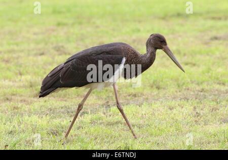 Close-up d'un jeune cigogne noire (Ciconia nigra) dans un pré Banque D'Images